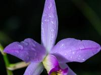 Tropfen auf Orchidee Laelia lila